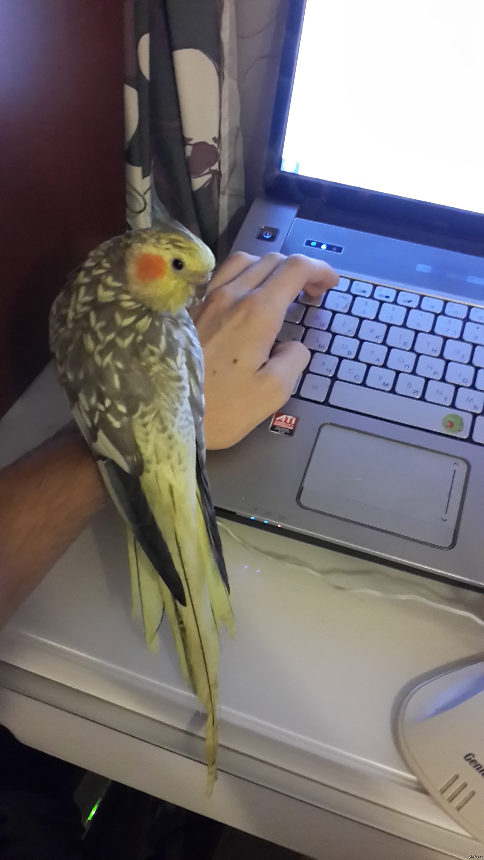 Попугай и компьютер