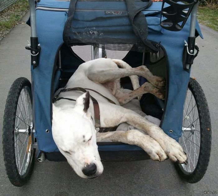 Собака в коляске фото