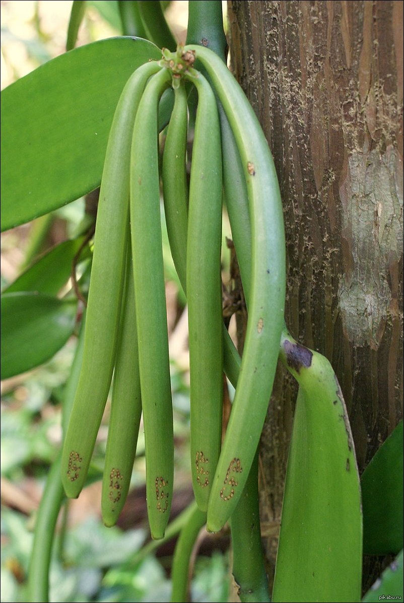 Vanilla plants. Vanilla planifolia. Плод Ванилла. Vanilla planifolia плоды.