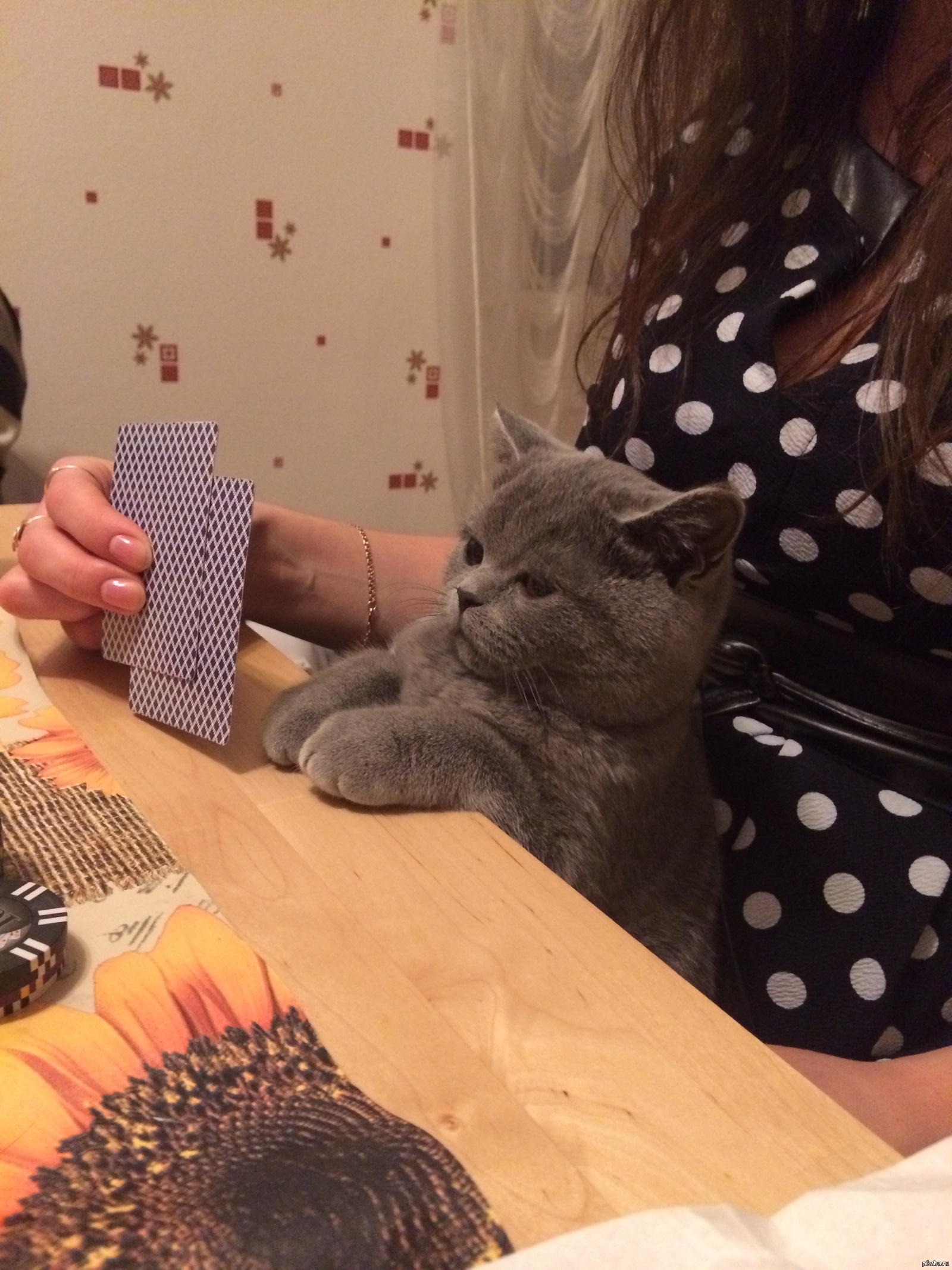 Poker face | Пикабу