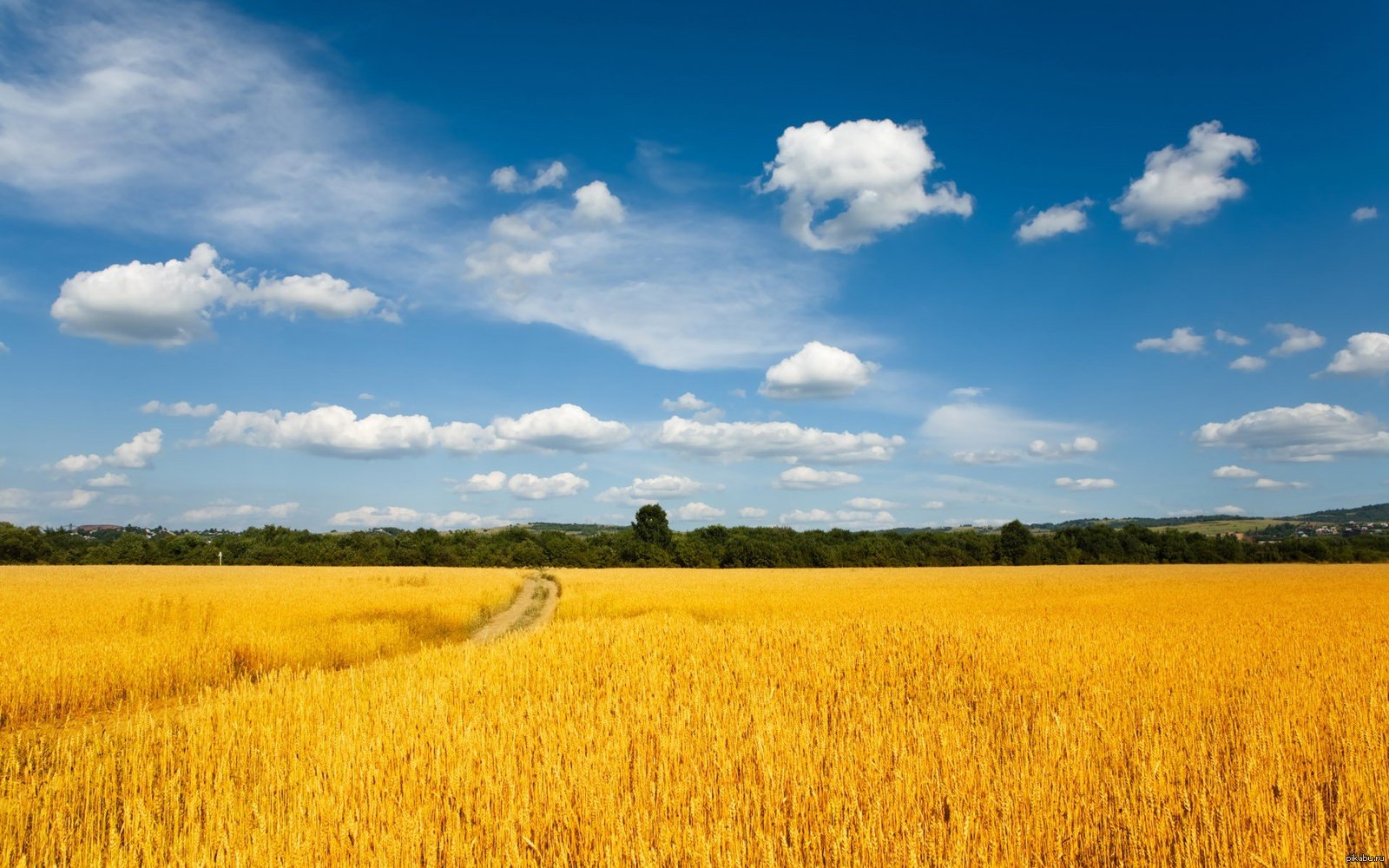 пшеничное поле фото высокого разрешения