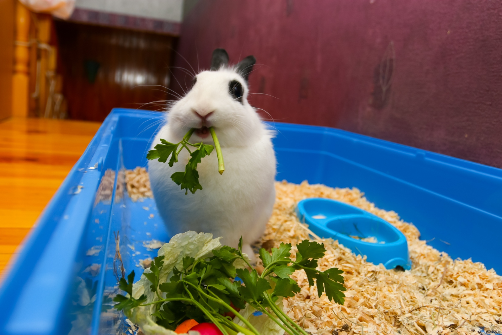 Можно кроликам укроп. Кролик ест петрушку. Кролик петрушка. Укроп и кролик. Декоративный кролик ест траву.