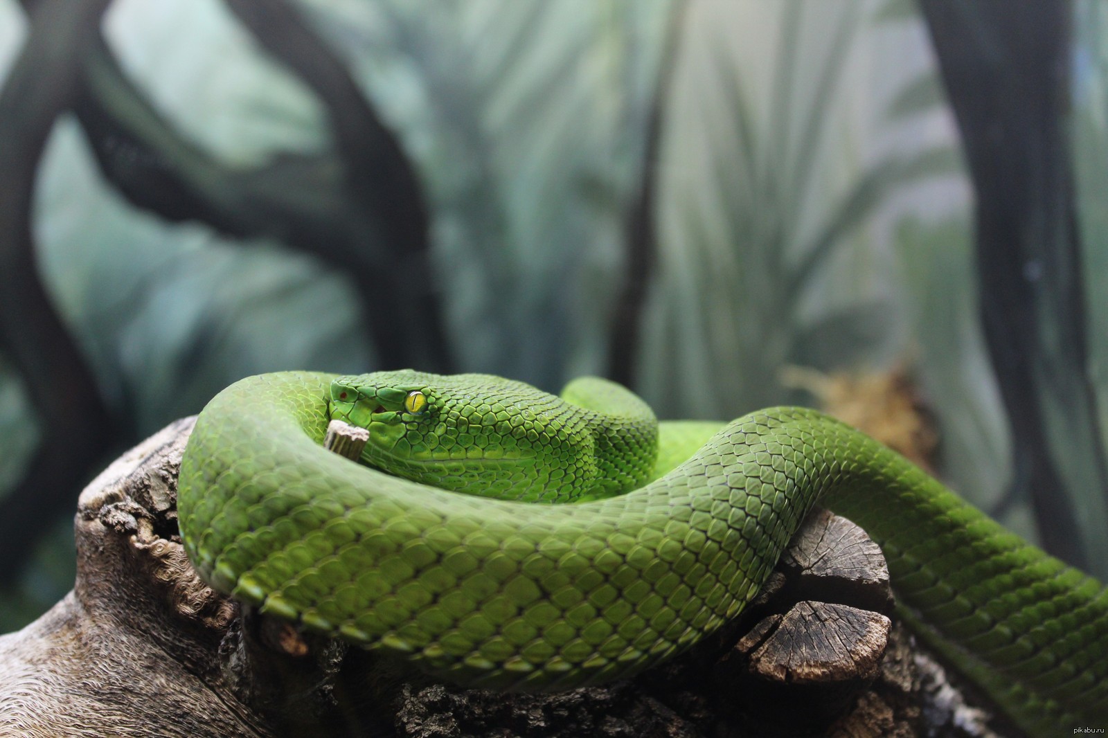 Какие отношения между змеей и кактусовым сычом. Зеленая куфия. Куфия змея. Голубая куфия змея. Цейлонская куфия.