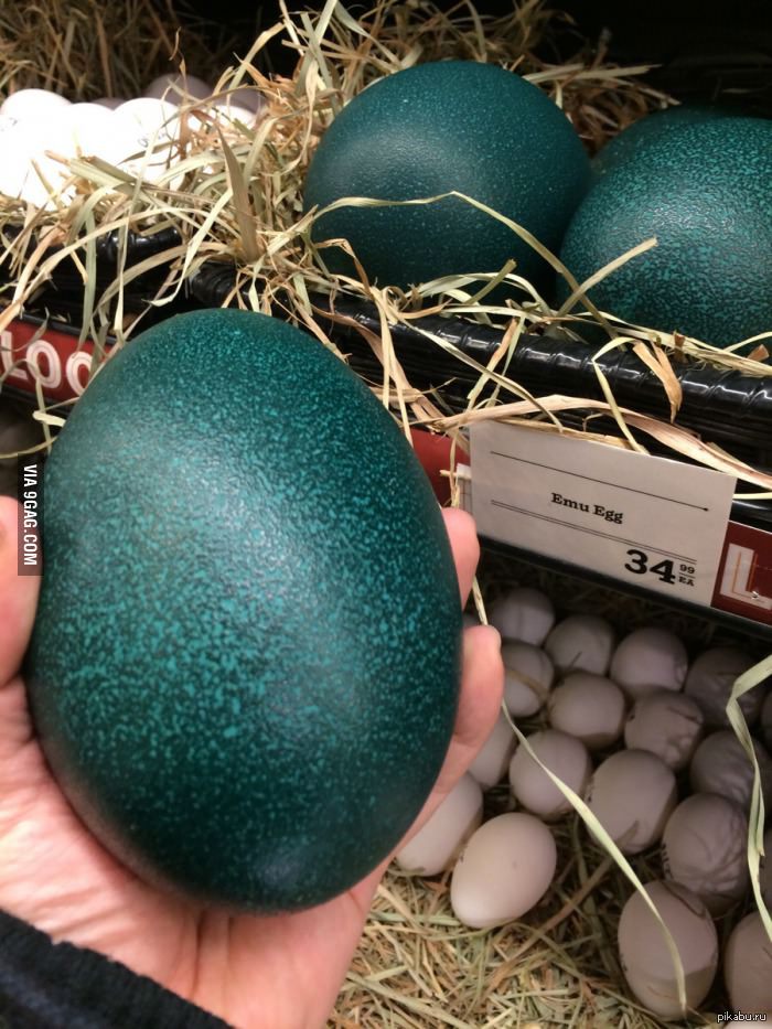 Страстные яйца. Страусиное яйцо эму. Эму птица яйца. Яйцо австралийского страуса. Большие страусиные яйца.