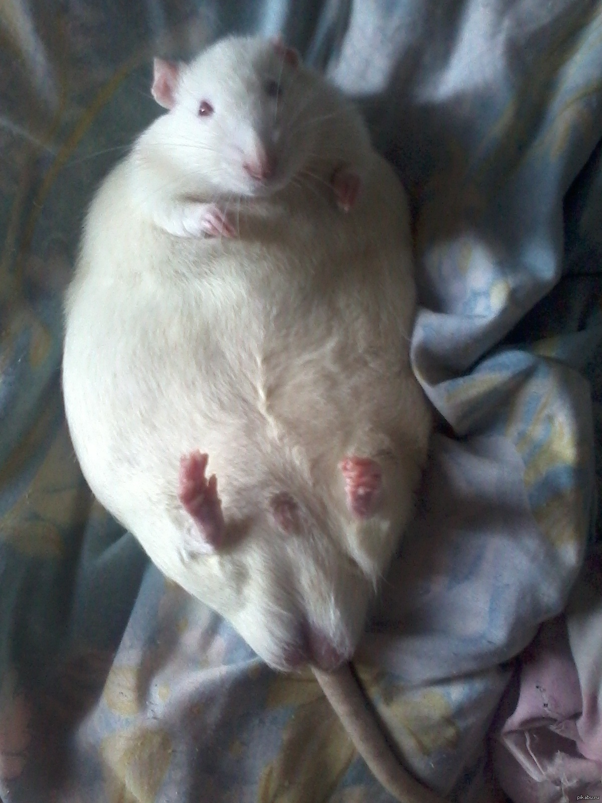 Жир мыши. Крысята Дамбо альбинос. Крыса Дамбо альбинос. Крыса Дамбо толстая. Крыса Дамбо капюшоновая.