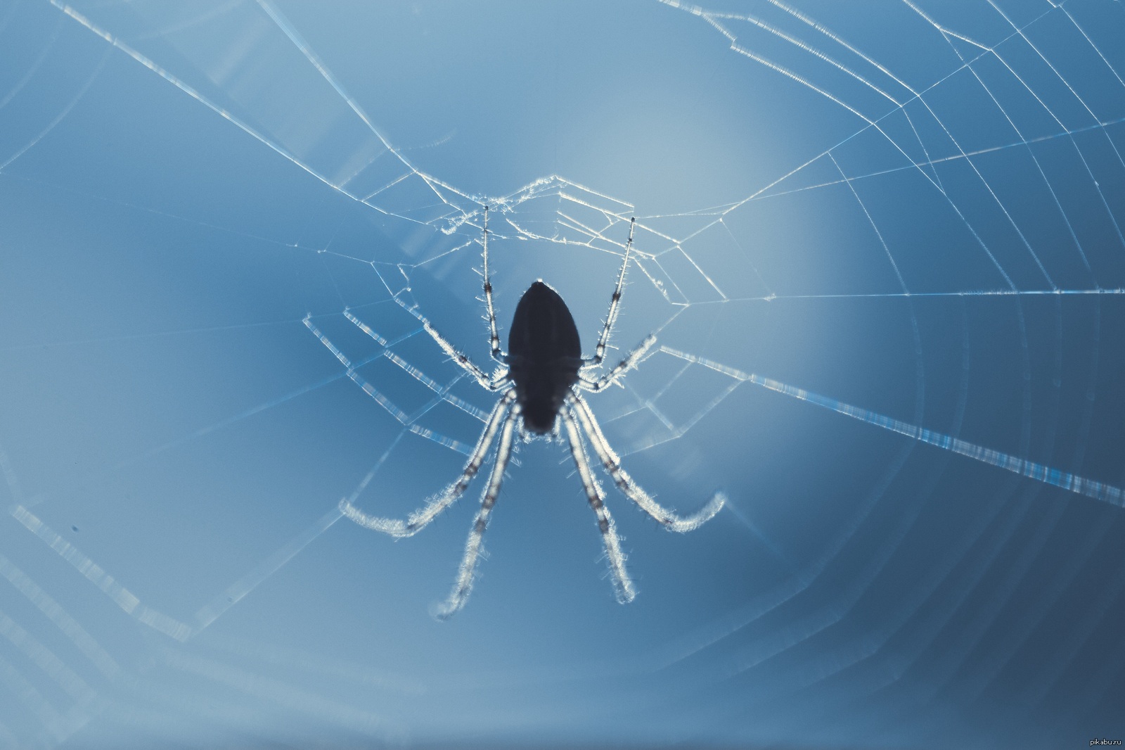 Spider on the background of water - My, Spider, Macro photography, Blue, Water, Reflection, The sun, Sunset