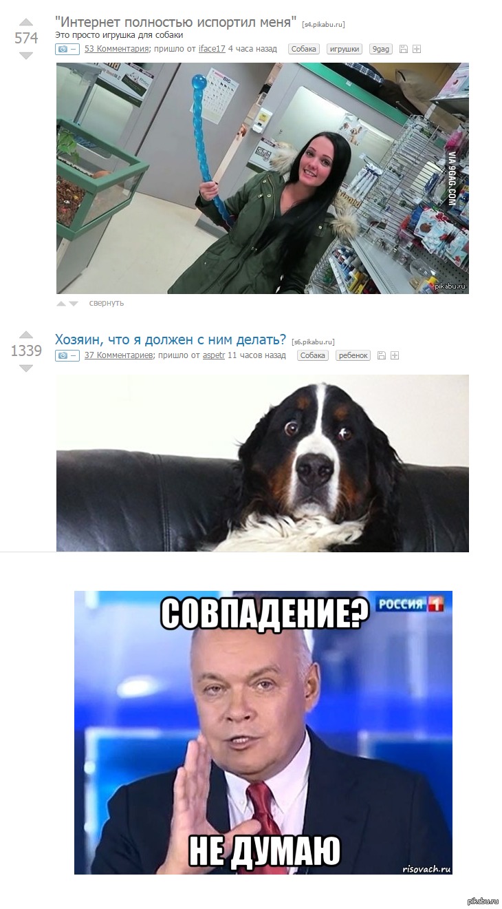 Пикабу собака. Пикабу собака с человеком.