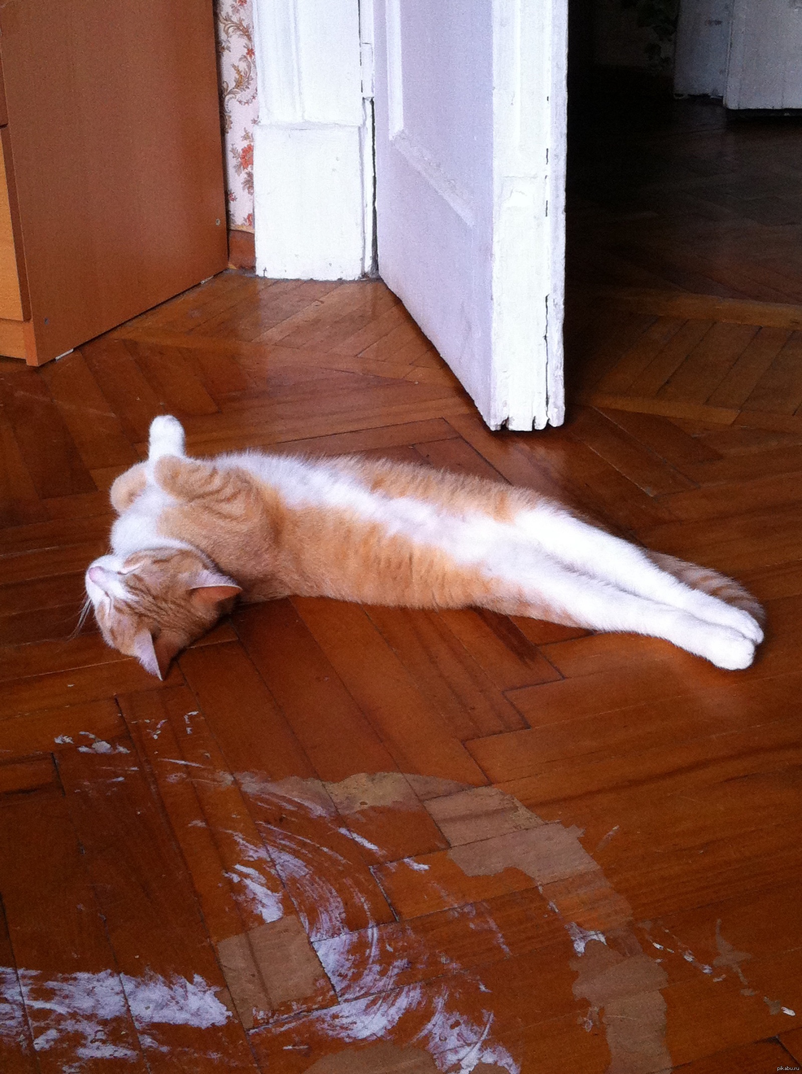 Личинка котэ. Картинка забодаю-забодаю. Личинка котэ. Котогусеница. Личинка коте.