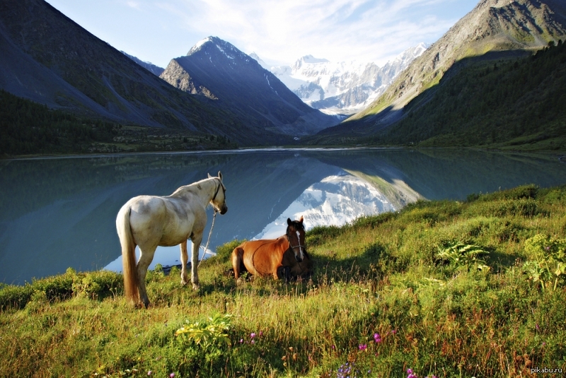 Лошади Пейзаж Фото