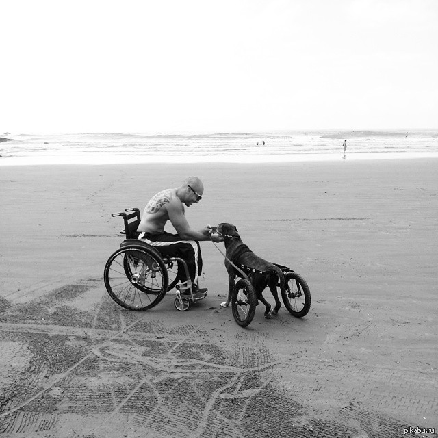 Dating on the beach - Dog, Disabled person