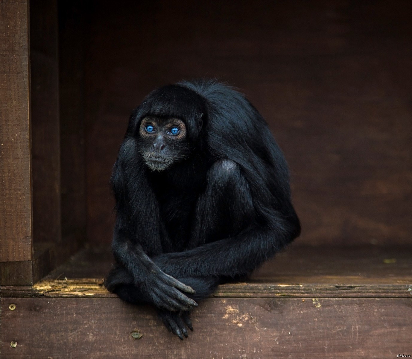 Темно обезьяна. Черная обезьяна. Синяя обезьяна. Чёрная водяная обезьяна. Черная мартышка.