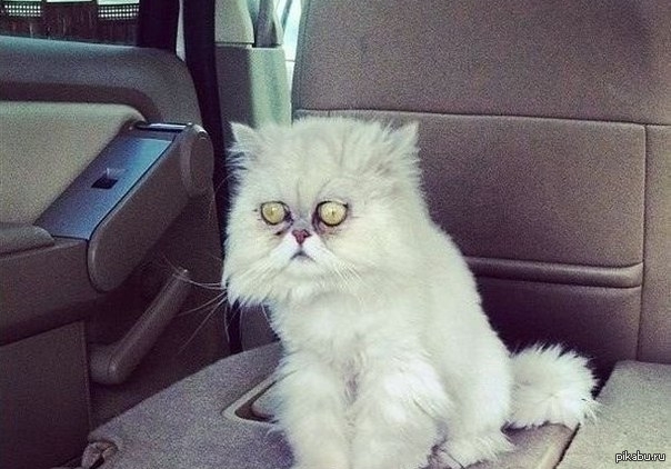 Невыспавшийся котенок