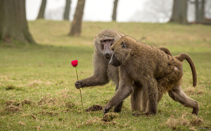 Жизнь смешных животных. Смешные обезьяны. Бабуин смешной. Смешные приматы.