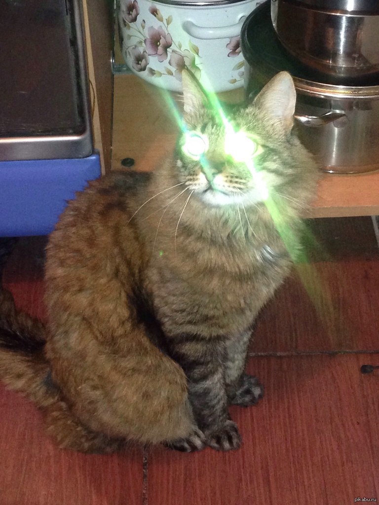 Сфотографировала кота. | Пикабу