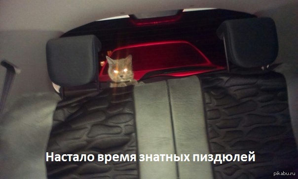 Свозил я как-то кошку в вет. лечебницу | Пикабу