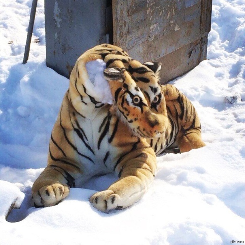 Смешной тигр