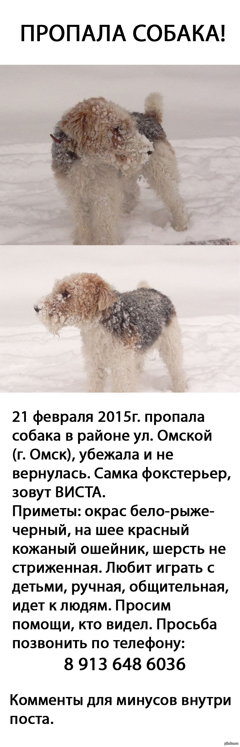 Пропала собака песня. Омск пропала собака. Пропала собака текст. Текст песни пропала собака. Потерялась собака песня текст.