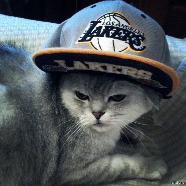 Кот найк. Кот в бейсболке. Коты в кепках. Котик в кепочке. Кошка в кепке.