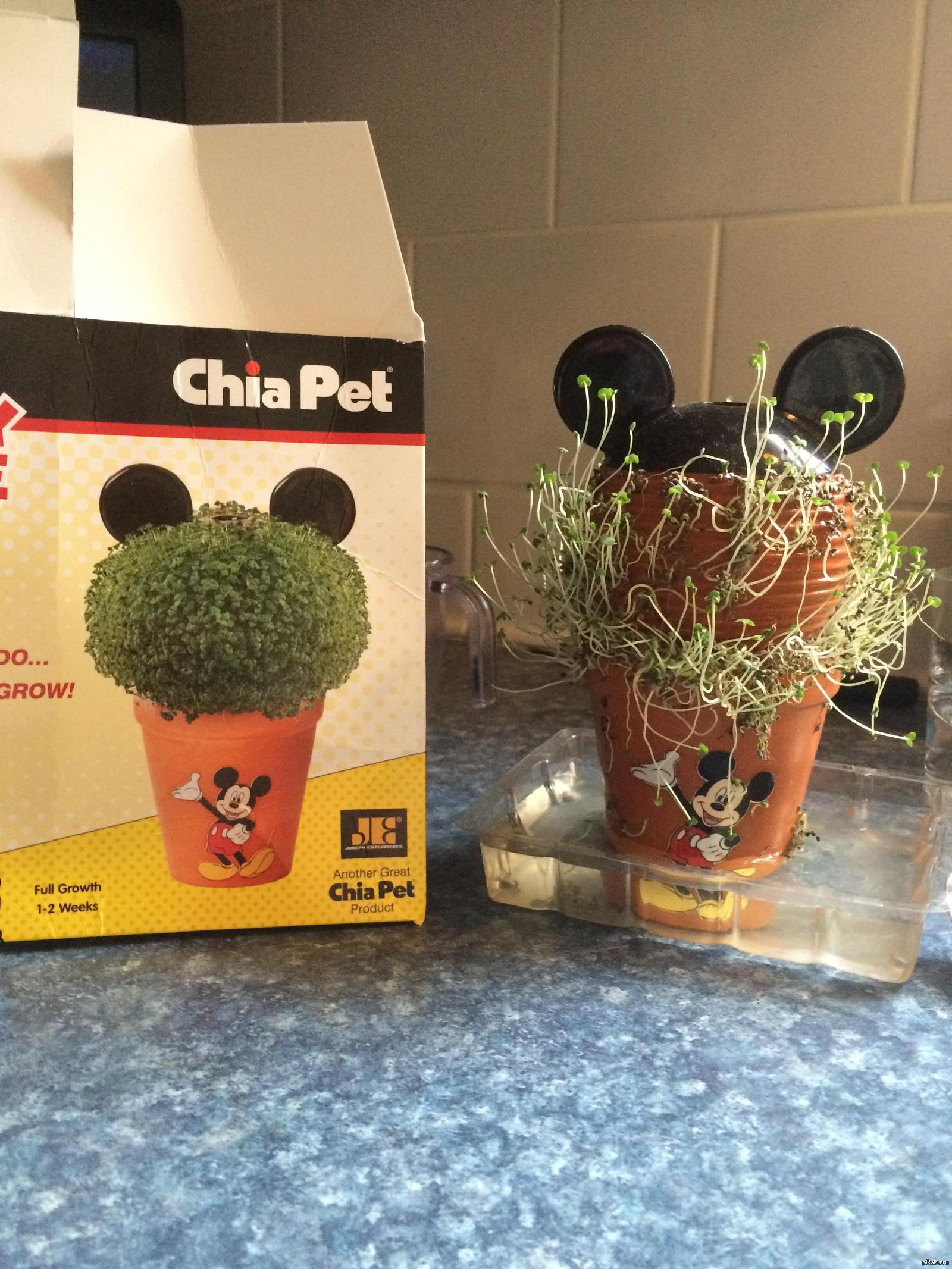 Chia pet pictures