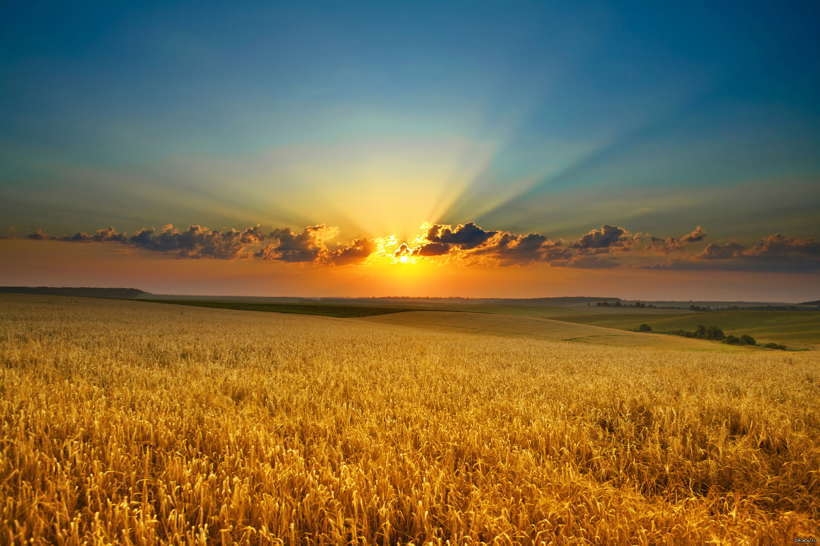 Golden fields