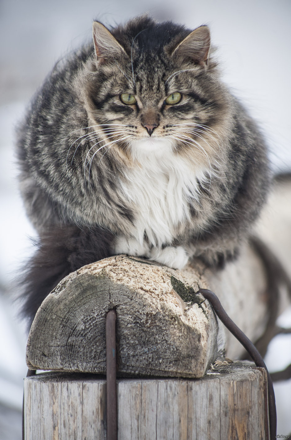 Кот холодный. Холодный кот. Самый холодный кот. Котопост. Коту холодно фото.