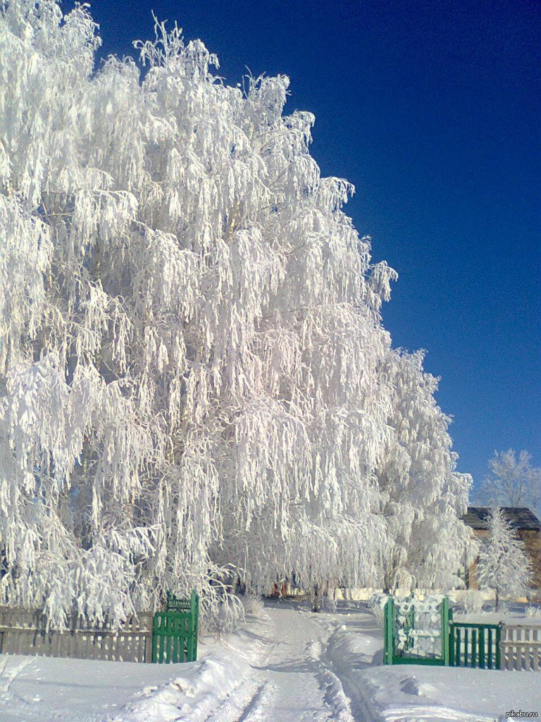 Белая зима все в инее