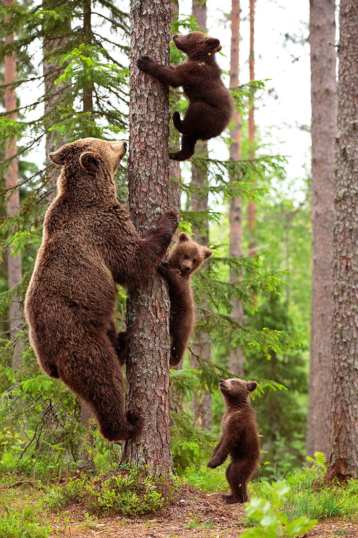 Приколы русских животных. Медведь на дереве. Звери в лесу. Медвежонок на дереве.