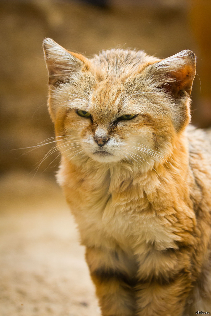 Суровые животные. Барханная кошка. Пустынный барханный кот. Барханная кошка (Песчаная кошка). Барханного кота Felis Margarita.