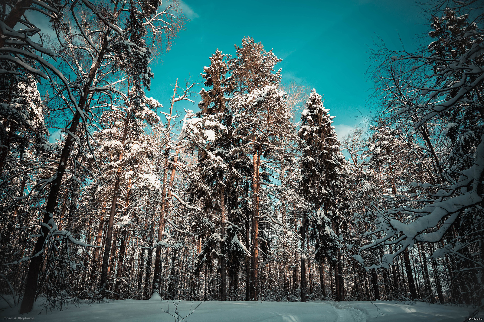 Winter forest. Зимний лес. Зимой в лесу. Сосновый лес зимой. Зимний хвойный лес.
