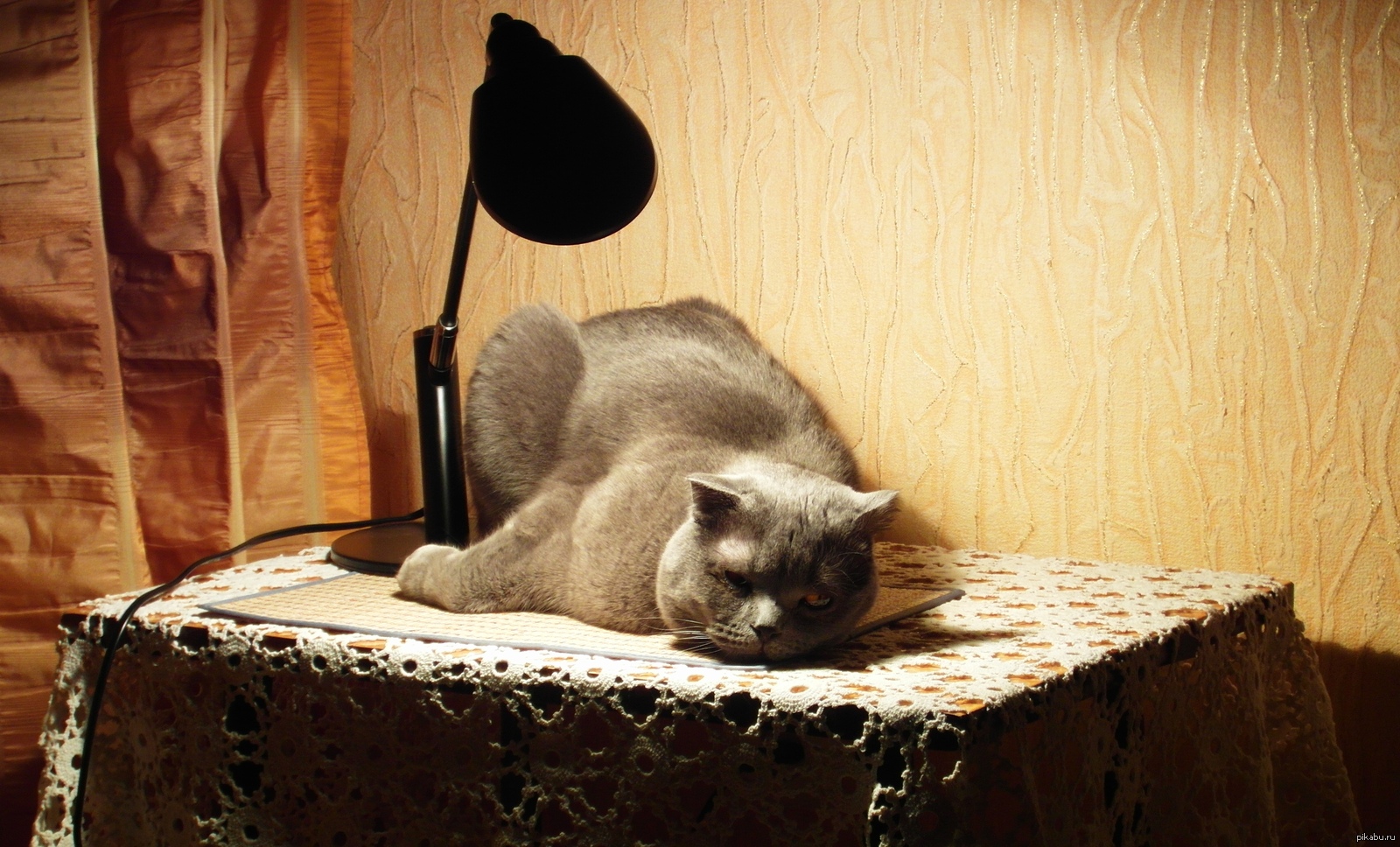 He lay down under the lamp to warm himself and even became depressed - cat, Depressed