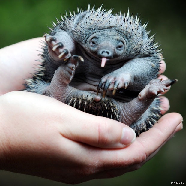 Кто такая ехидна. Австралийская ехидна (Tachyglossus aculeatus). Ехидна детеныш. Ехидна животное детеныш. Ехидна сумчатое животное.