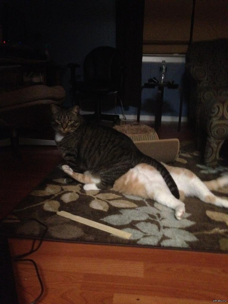 гифка кот на пылесосе. кот в доме хозяин. кот сел на кота. доминация кошки. доминирующий кот.