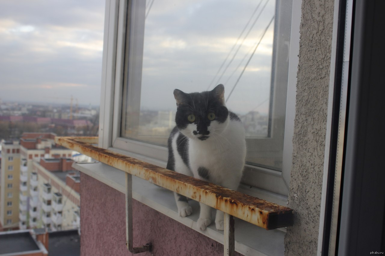 Живет на 17 этаже. Антикошка на окна. Балкончик антикошка. Кот на окне. Коты на балконе.