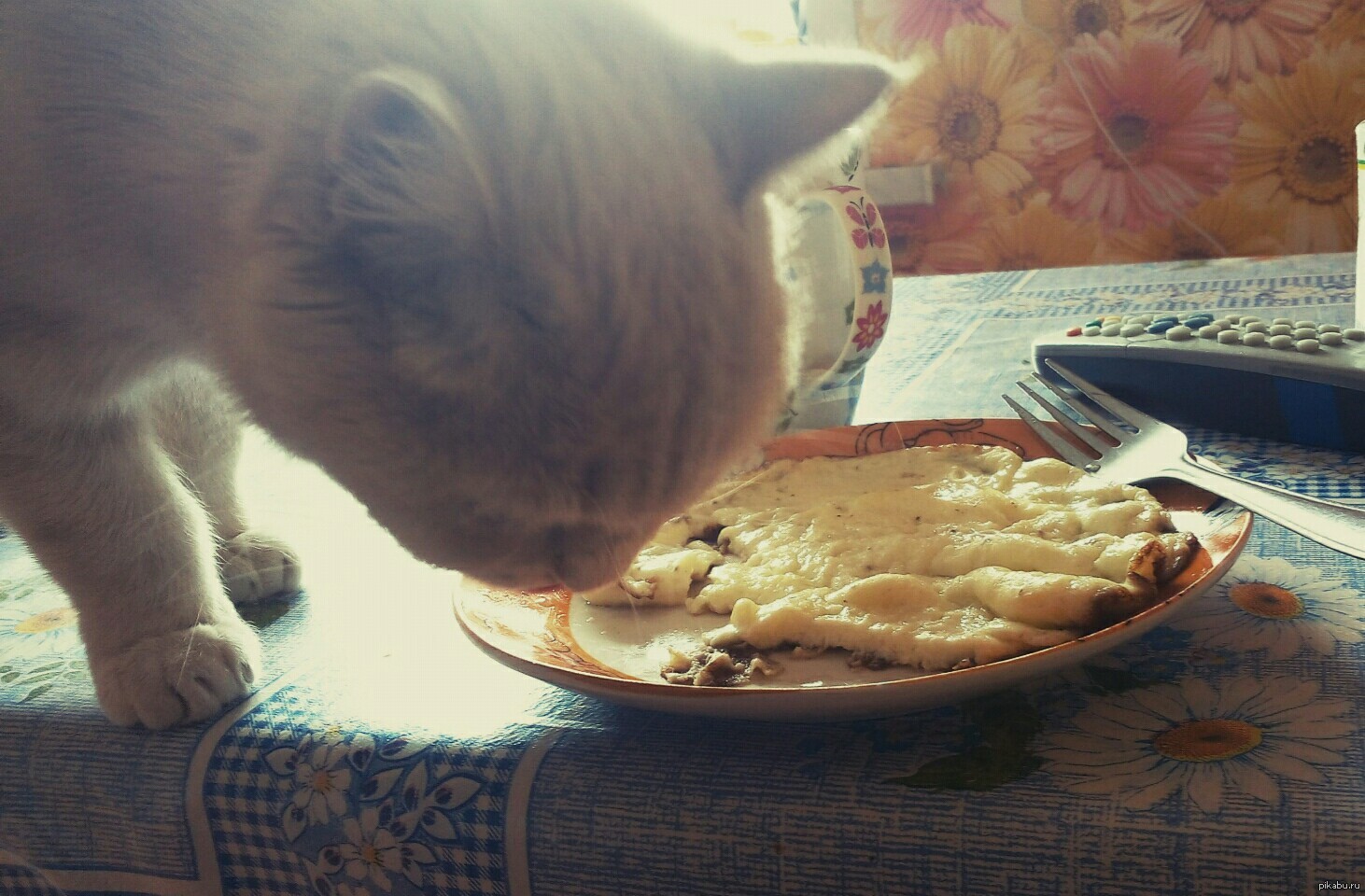 Можно котам вареные яйца. Кот глазунья. Кот ест яичницу. Кошка яичница. Котик ест омлет.