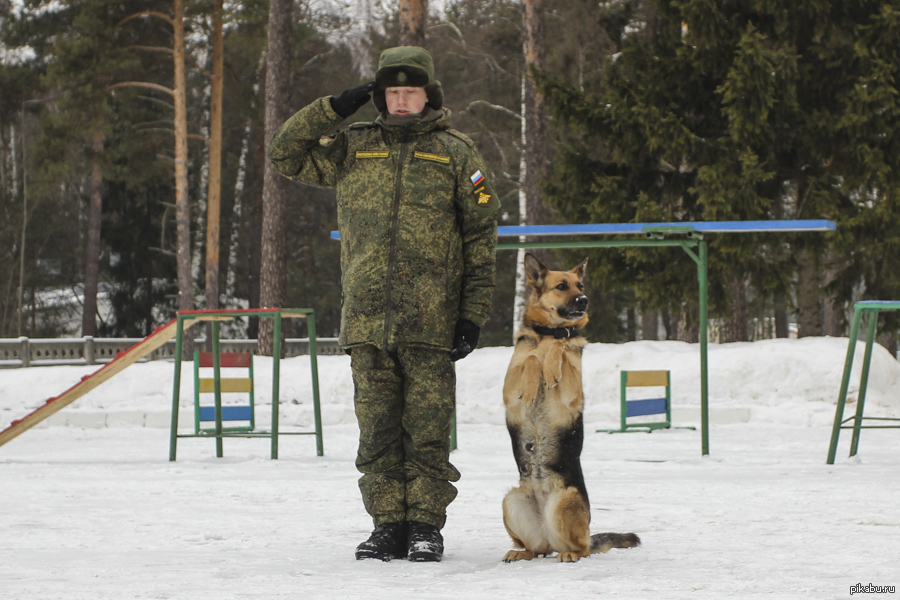 Отряд смирно. Собака в военной форме. Военный кинолог. Караульные собаки. Собаки на военной службе.