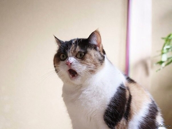 Кот удивленный
