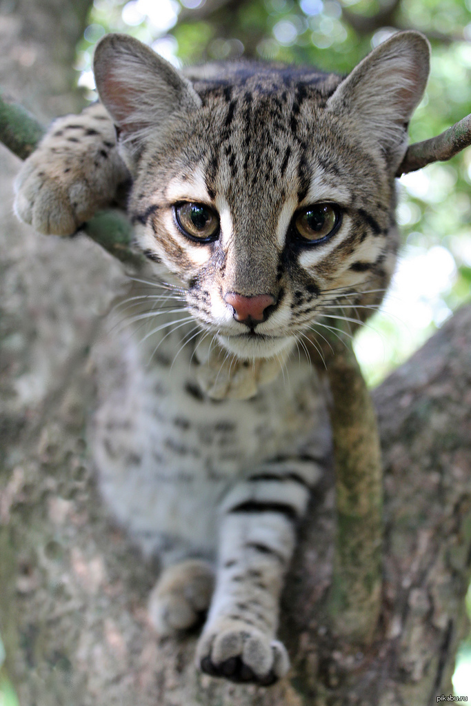 Виды диких кошек. Кошка Жоффруа Южная Америка. Дикий кот Жоффруа. Leopardus geoffroyi. Кошка Жоффруа (лат. Leopardus geoffroyi.