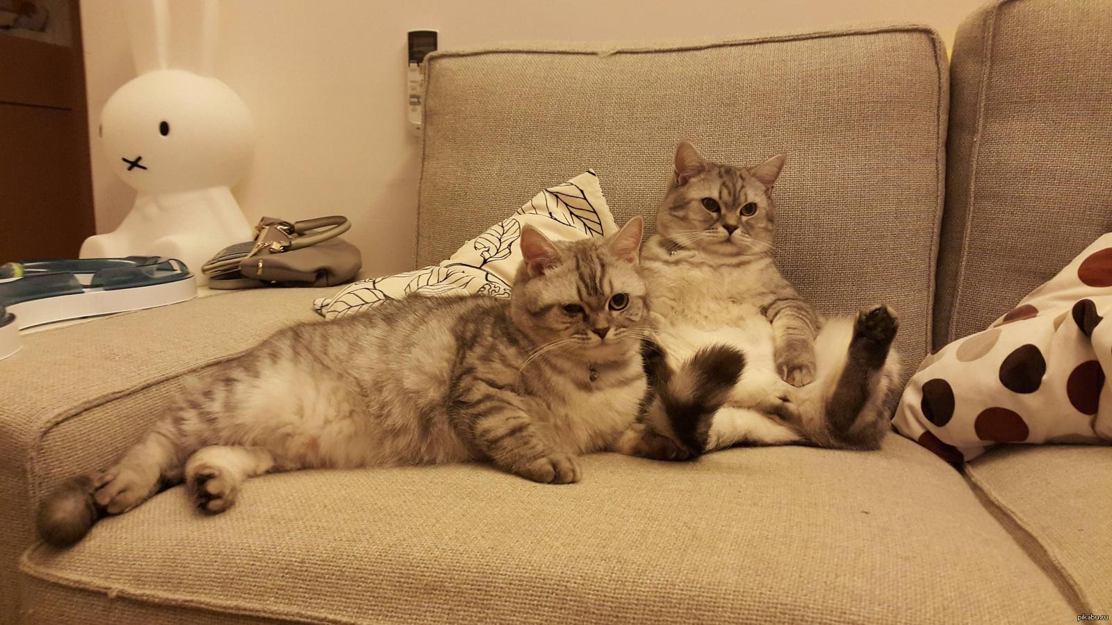 Я готов сразу несколько котов. Котик на диване. Диван кошка. Кот сидит на диване. Ленивые коты.