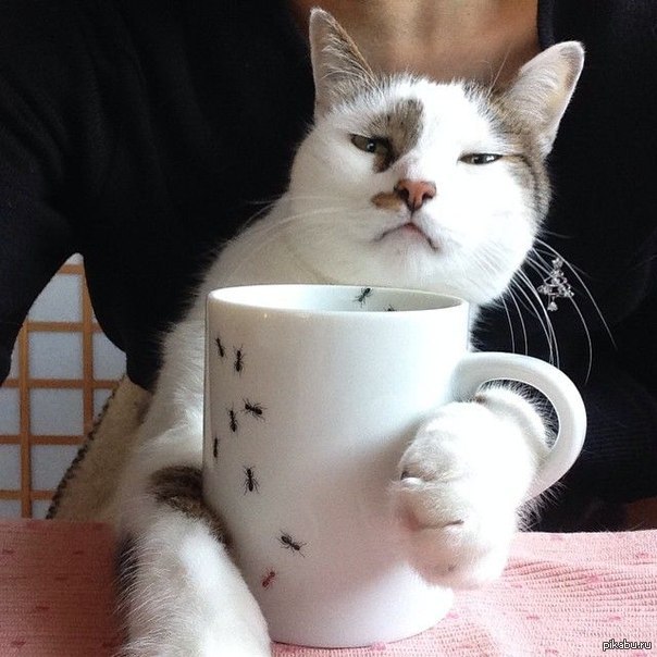 Коту можно чай. Кот с чашкой кофе. Кот с чаем. Кружка кот. Кот с чашкой чая.