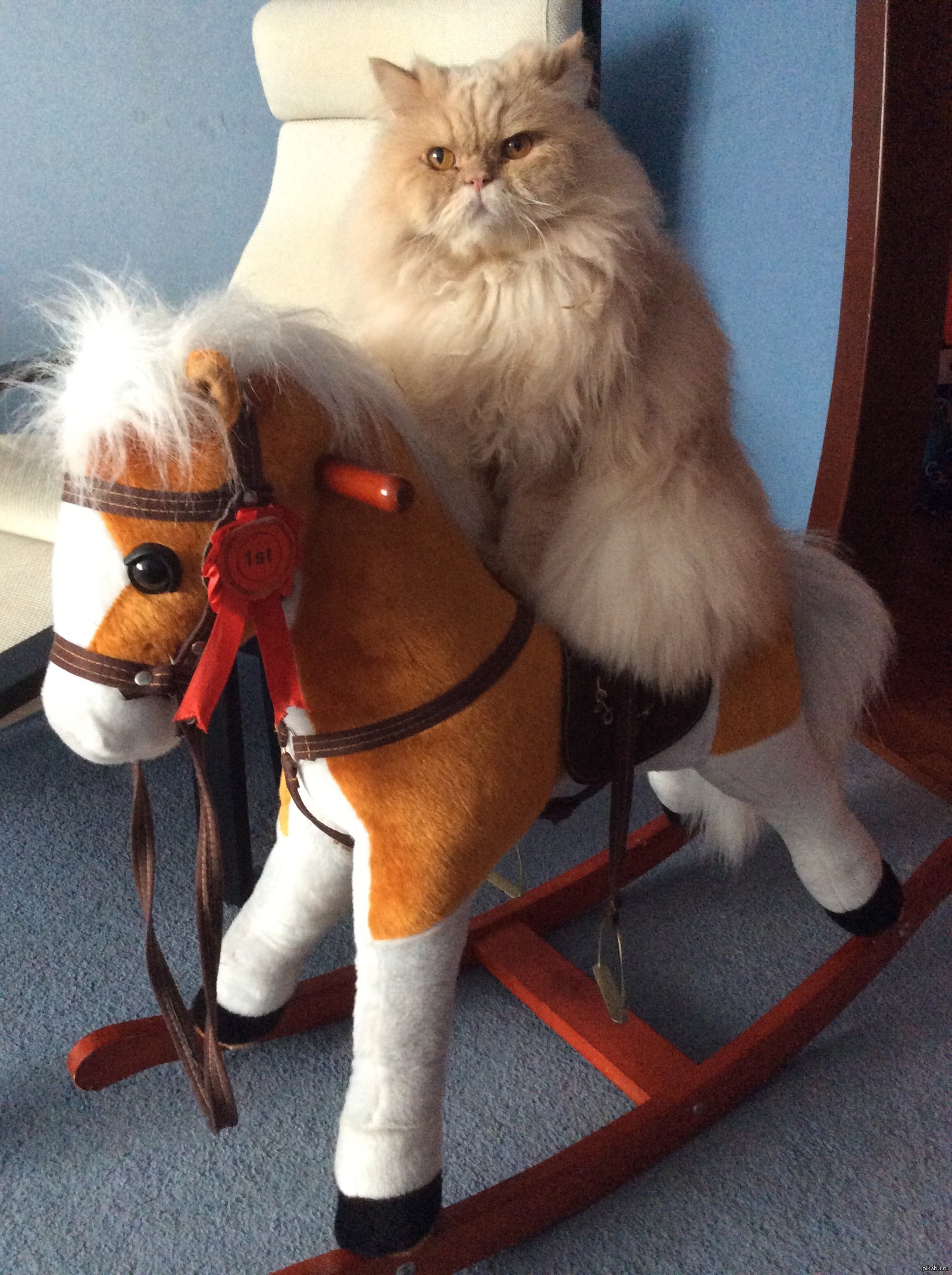 Кошка лошадка. Кот на лошади. Смешные лошадки. Кот верхом на лошади. Котик на коне.