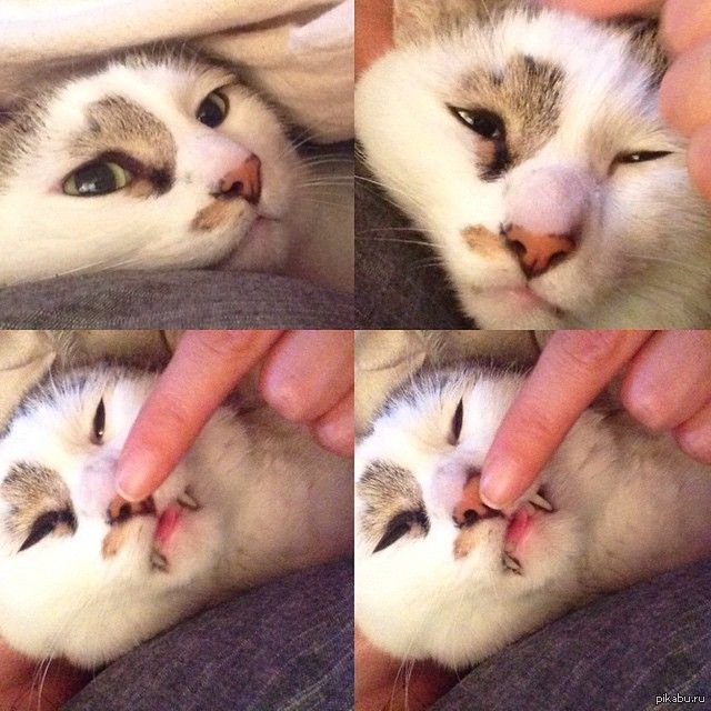 Котик - вампир | Пикабу