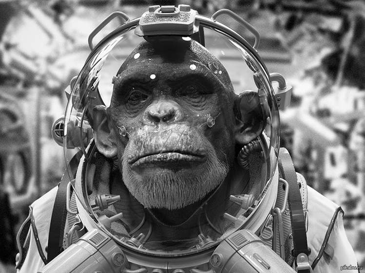Космические обезьяны. Шимпанзе Хэм космонавт. Обезьяна в скафандре. Обезьянка космонавт. Обезьяны в космосе.