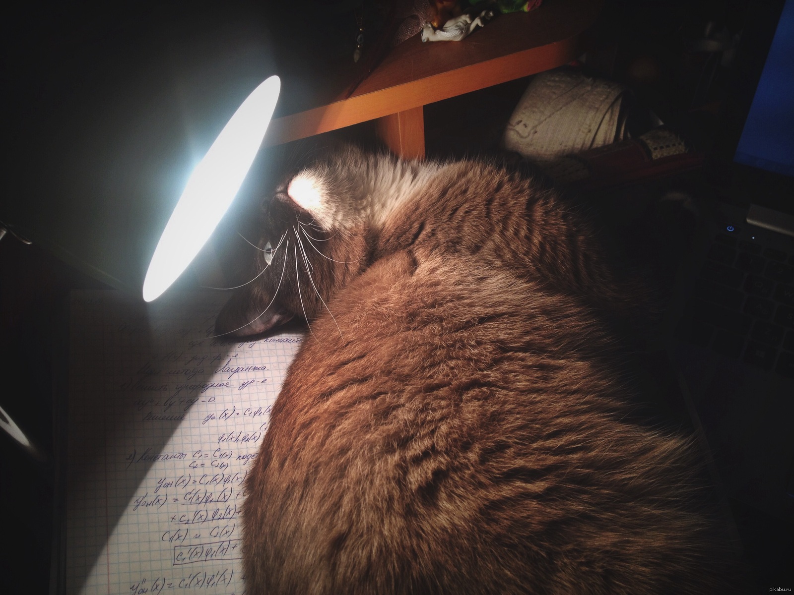 Святой кот под лампой