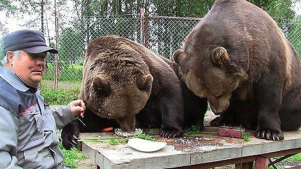 Подружились медведь с мужиком. Русский бухает с медведем. Медведь пьет.