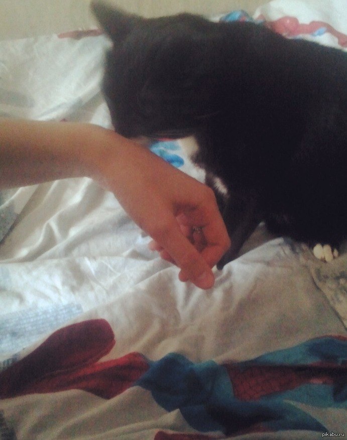 Trudi Мягкая игрушка на руку Кошка с котенком 26 см