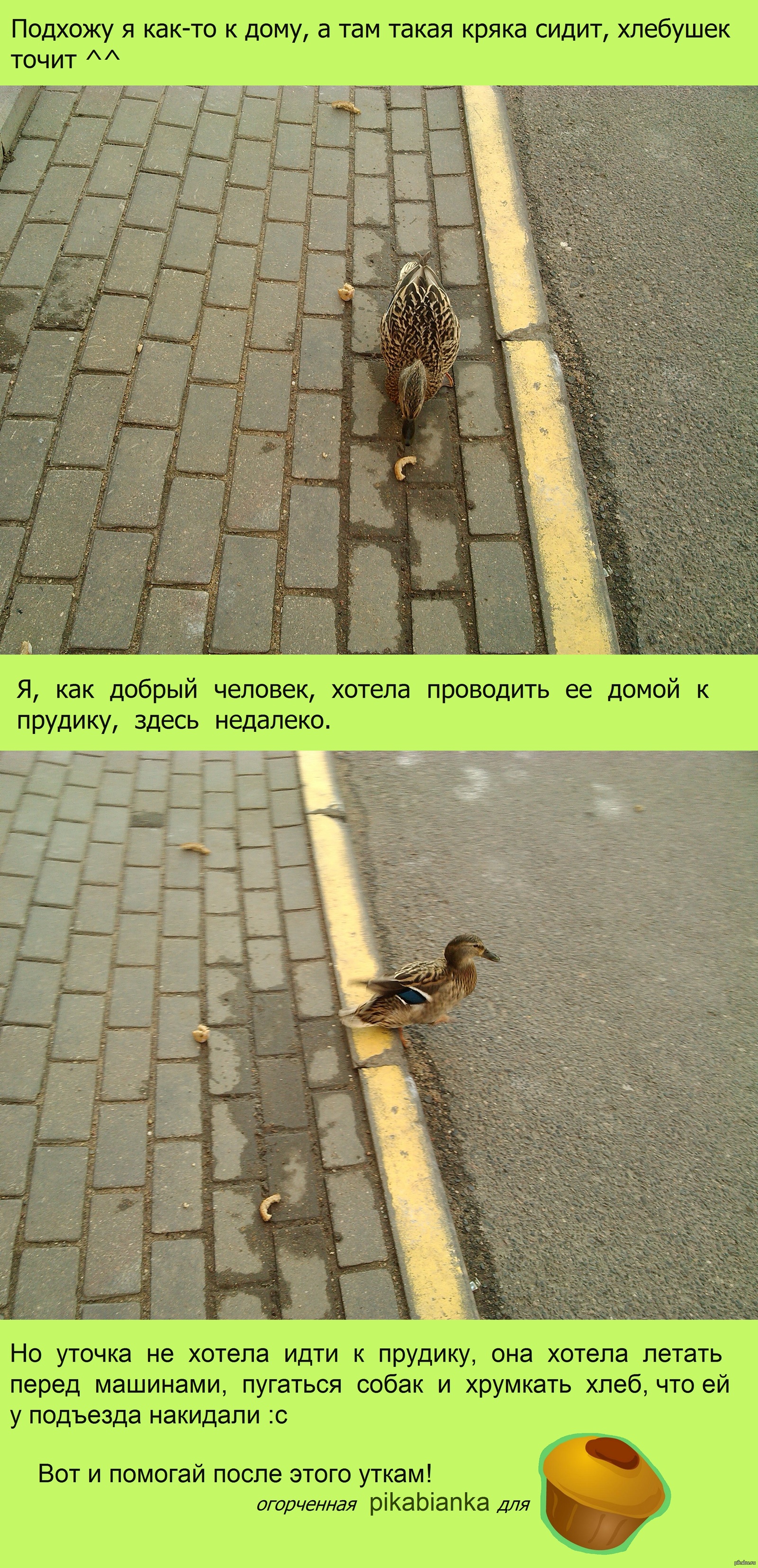 When I suddenly saw a duck *_* - My, Duck, Longpost, I wanted the best, As always