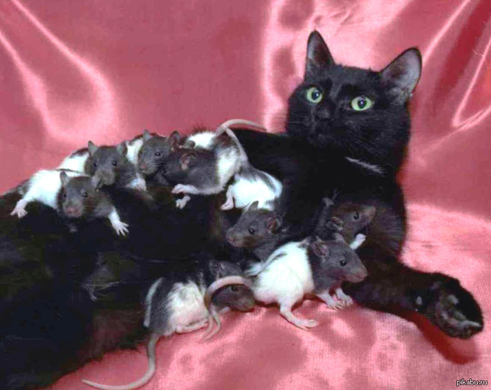 Какие котята рождаются у черной кошки. Кот и много мышей. Много черных котов.