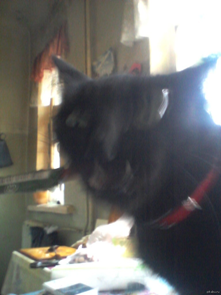 кот в плохом качестве. коты в плохом качестве. реальные коты. кот в плохом качестве. смешные селфи котов.