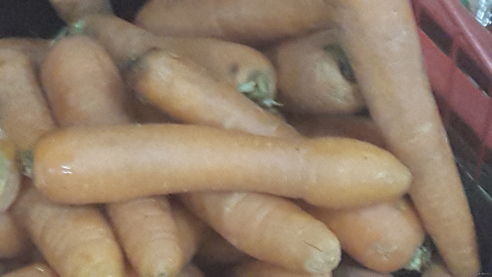 Carrot Freud - NSFW, My, Freud, Carrot