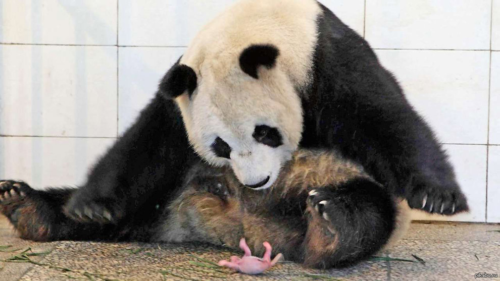Панда сколько детенышей. Панда с детёнышем. Большая Панда. Новорожденная Панда. Новорожденные панды.